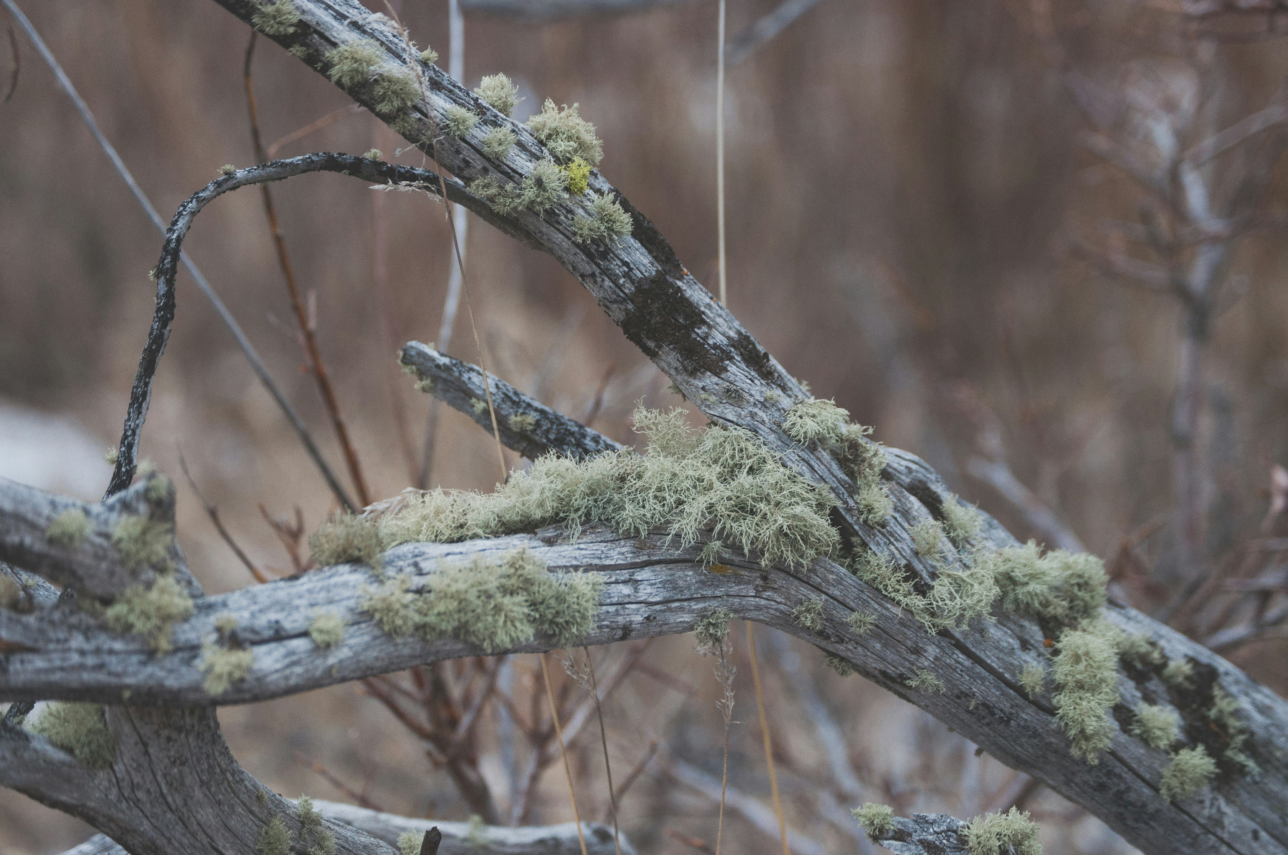 brown tree branch